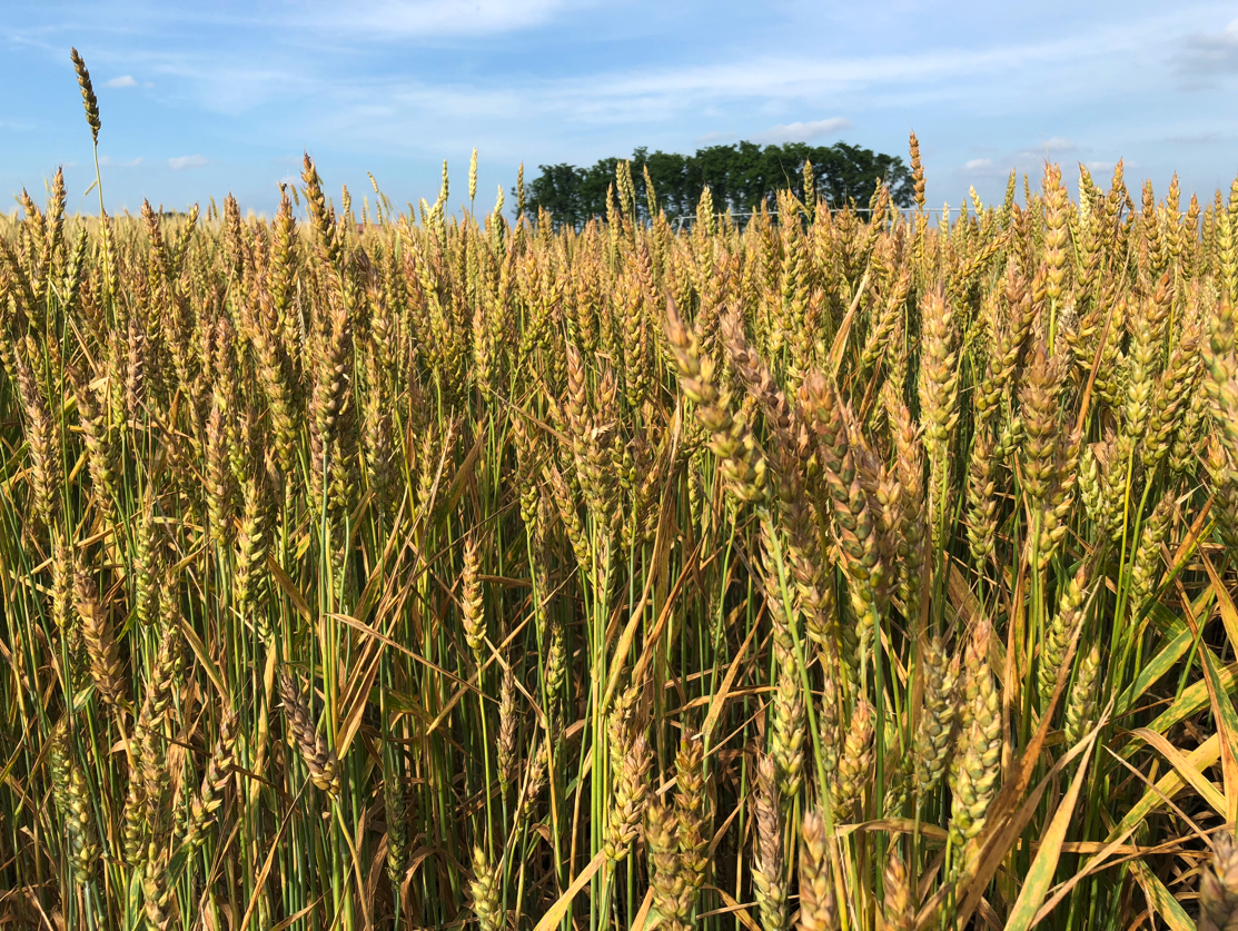 USDA/NASS forecasts winter wheat production down in 2022