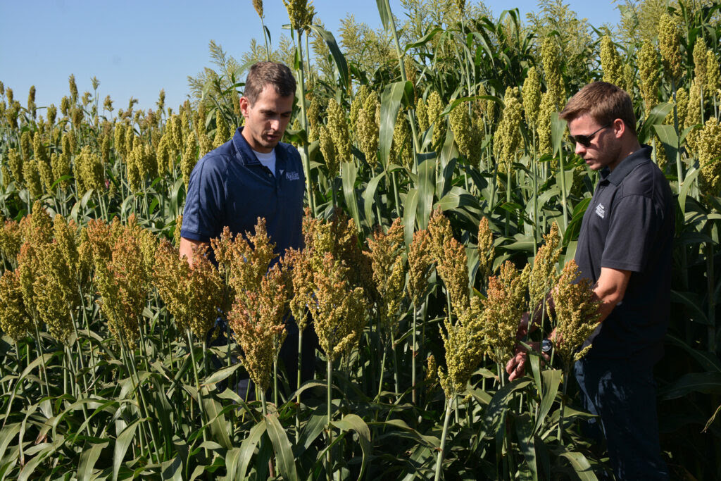 Male-sterile sorghum may offer dairy cows needed energy with less water use