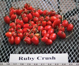 Ruby Crush tomato named Texas Superstar plant