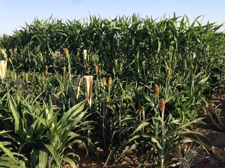 Why climate scientists are sweet on sorghum