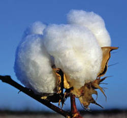 All-Tex - focused on cottonseed, only