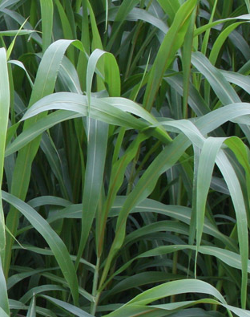 Advanta Sorghum-Sudangrass offers excellent re-growth ability and is well suited for multiple harvest systems